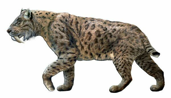 An artists reconstruction of Smilodon  By Dantheman9758 Creative Commons License